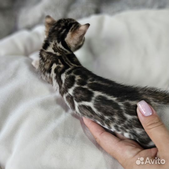 Бенгальская девочка