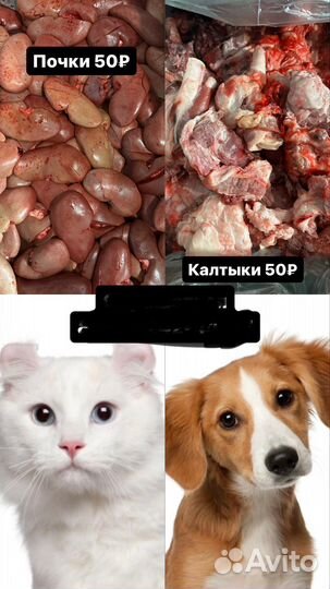 Еда для животных