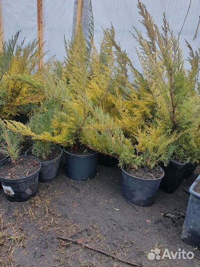 Хвойные деревья