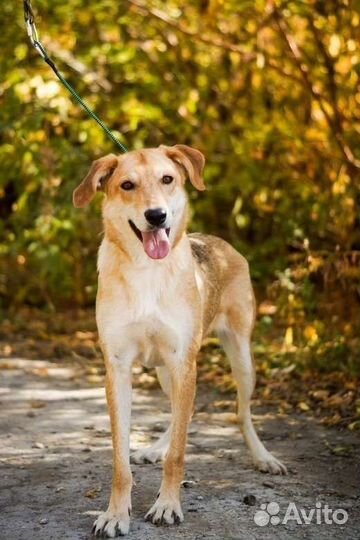 Собака Рива