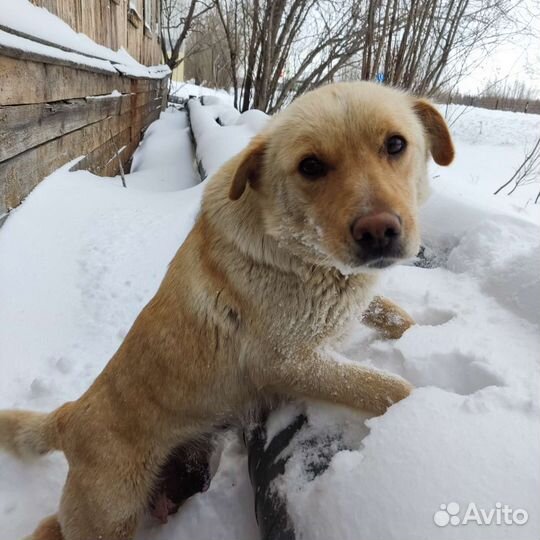 Дайте шанс сироткам