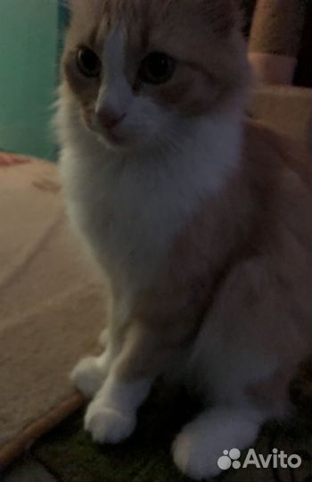 Кошка в дар бесплатно