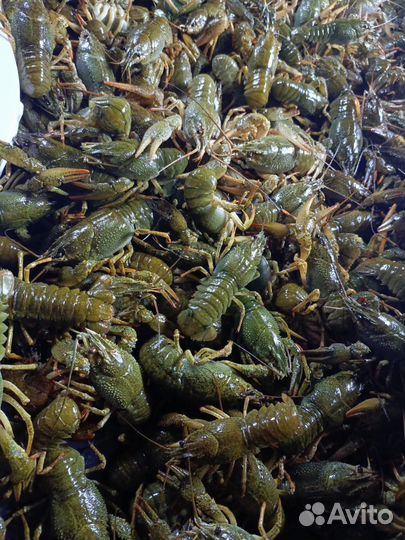 Продукты питания