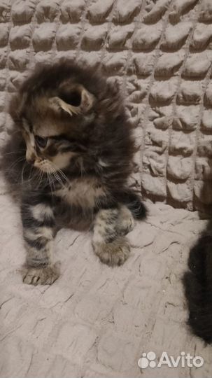 Кошки в добрые руки