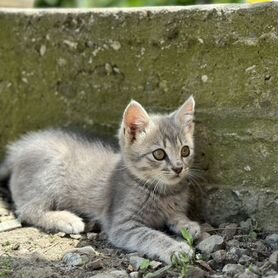 Котята бесплатно