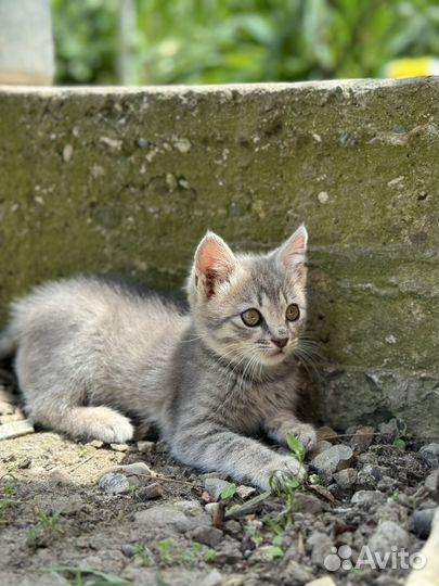 Котята бесплатно