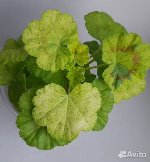 Герань пеларгония Царевна лягушка