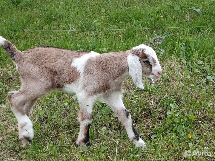 Нубийские козлята