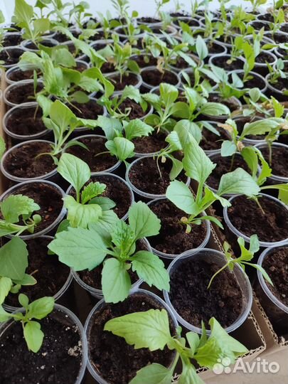 Астра рассада