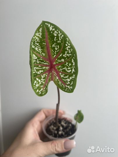 Рипсалис, Каладиумы