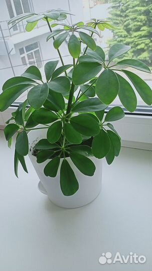 Комнатные цветы шефлера