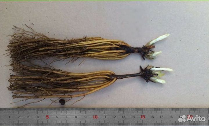 Корни клематисов Голландия