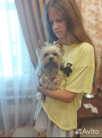 Йоркширский терьер вязка