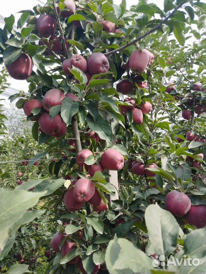 Продам яблоки