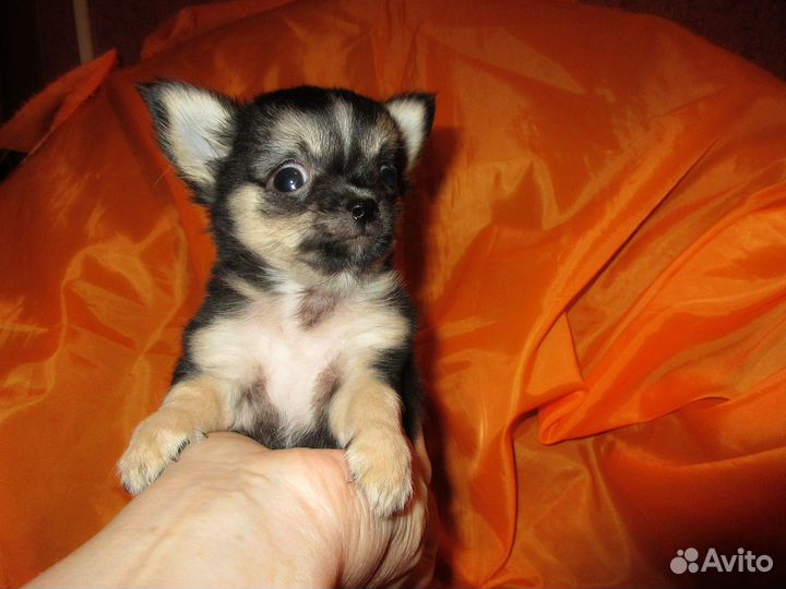 Кукольный супер-мини мальчик и девочка