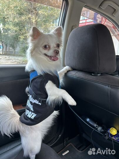 Ищем невесту