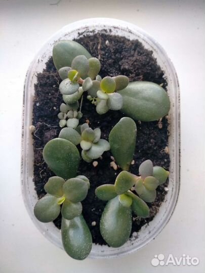 Денежное дерево толстянка