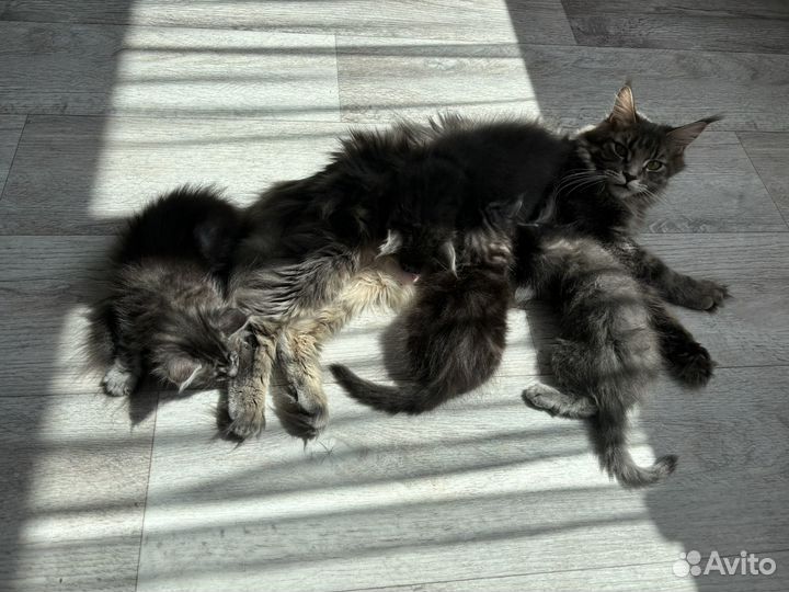 Котята