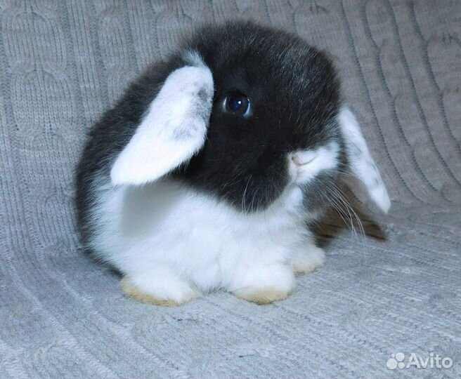 Милые миниатюрные вислоухие крольчата
