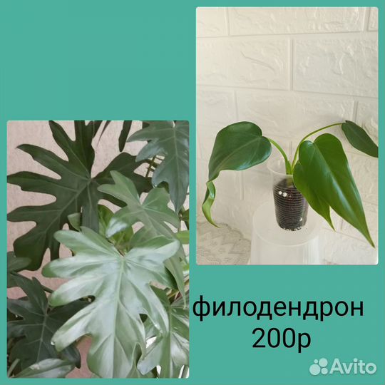 Комнатные цветы