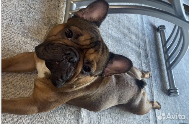 Французский бульдог кабель вязка
