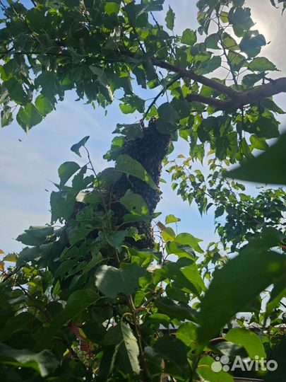 Пчелы в ульях