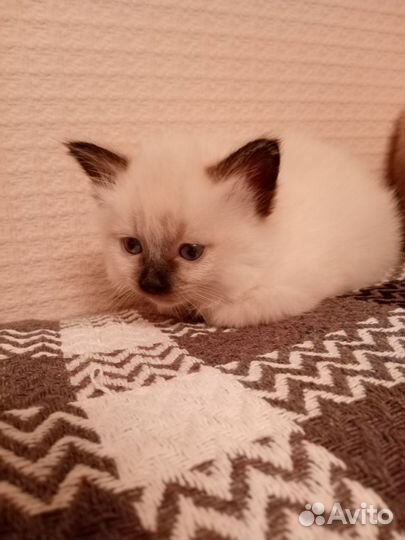 Продам котят