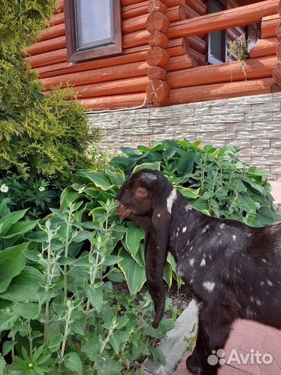 Козочка Камори 100%