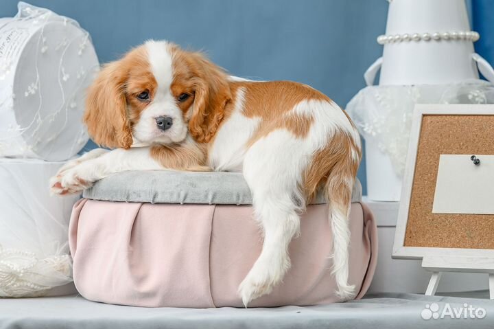 Девочка кавалер кинг чарльз спаниель