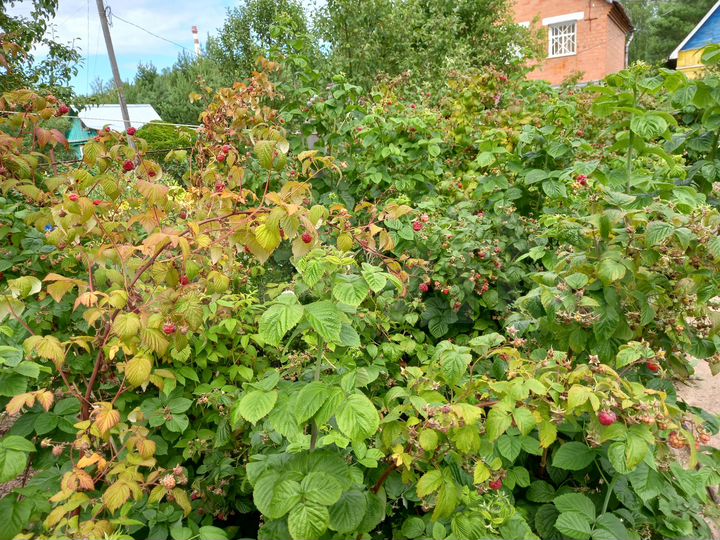 Участок 6,5 сот. (СНТ, ДНП)