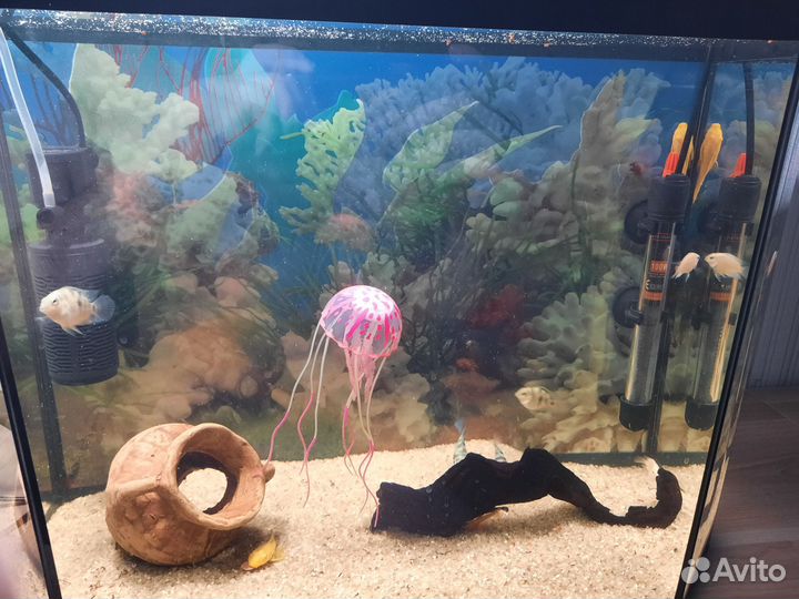 Аквариумные рыбки