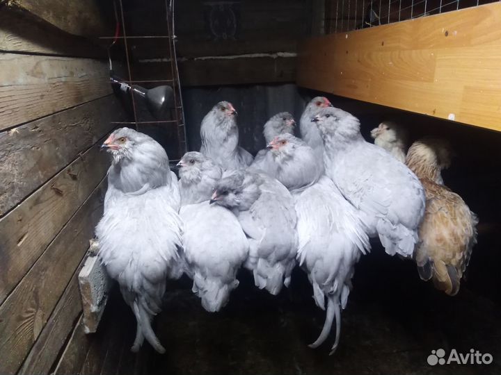 Петухи амераукана