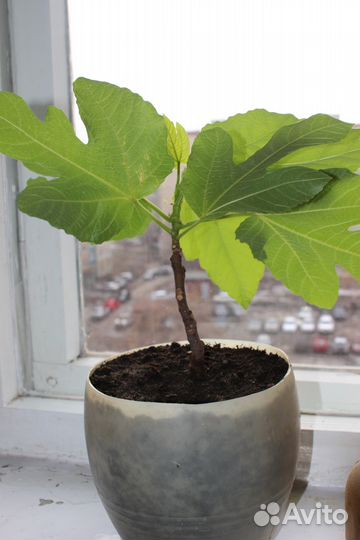 Саженцы инжира - эффектный подарок