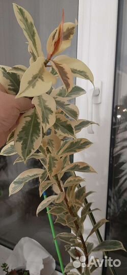 Фикус Мелани вариегатный