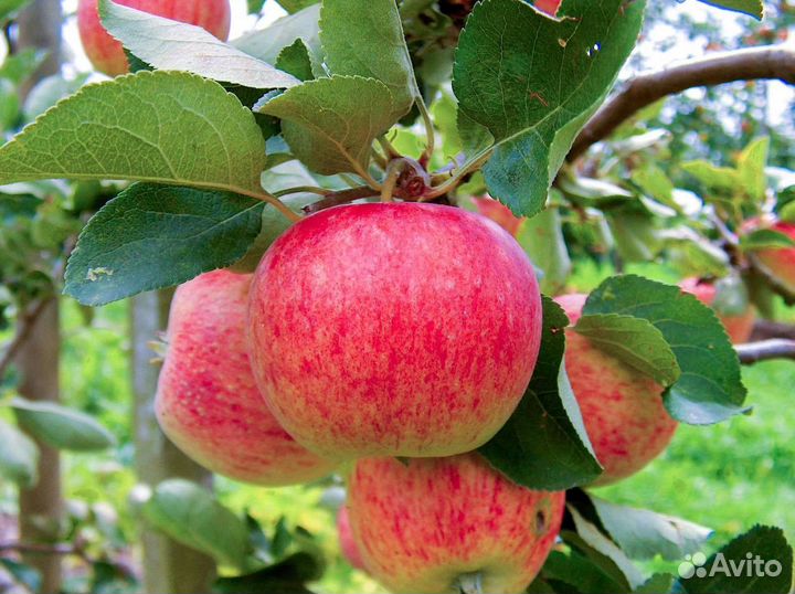 Саженцы яблони М-9
