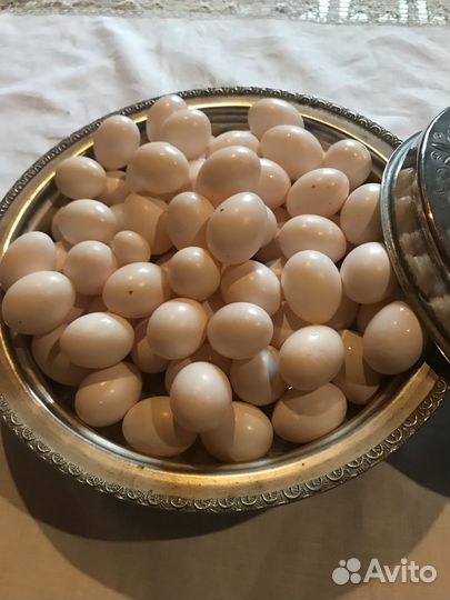 Яйца голубей, голубиные яйца