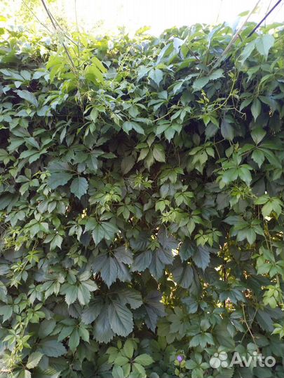 Девичий (дикий) виноград