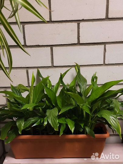 Спатифиллум купидон