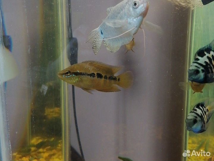 Аквариумные рыбы цихлиды