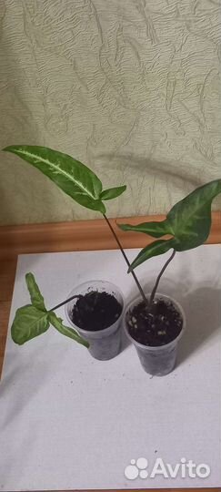 Сингониумы 2 часть