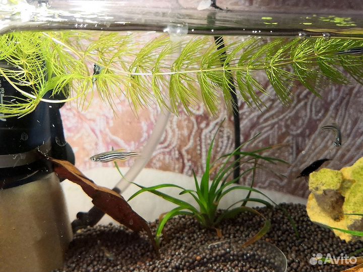 Аквариумные рыбки данио рерио