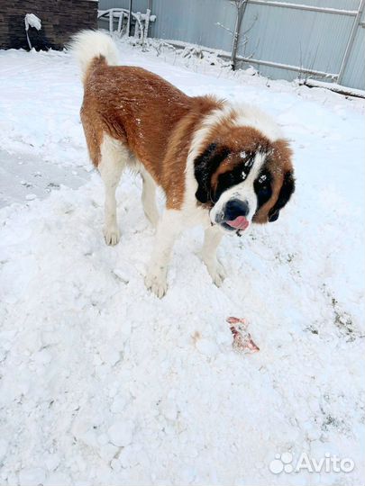 Московская сторожевая