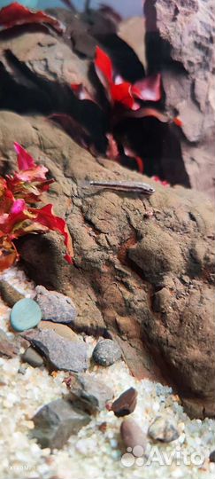 Камни для дизайна аквариума и.т.д