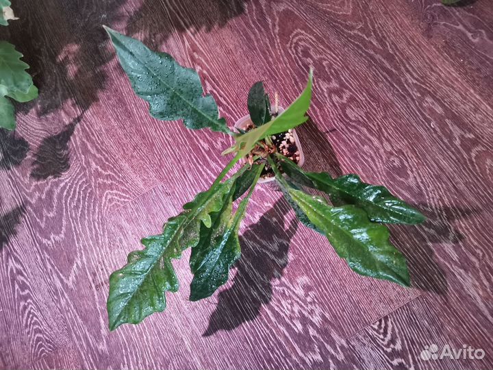 Филодендрон Крокодил, Хойя Кримсон Квин