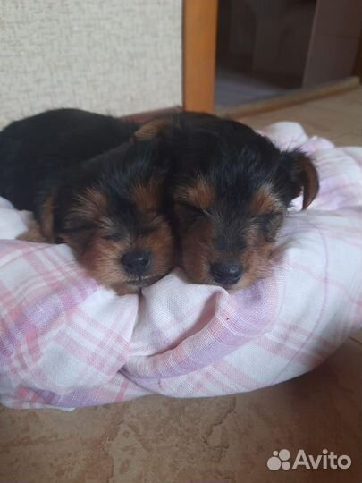 Щенки метисы йорка