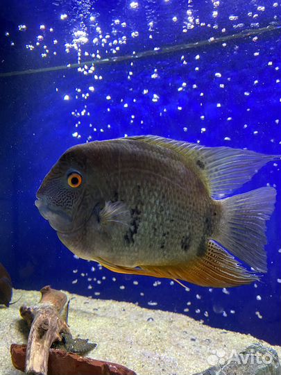 Северум сантарем