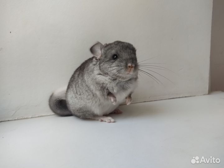 Шиншилла серый Вильсон Девочка