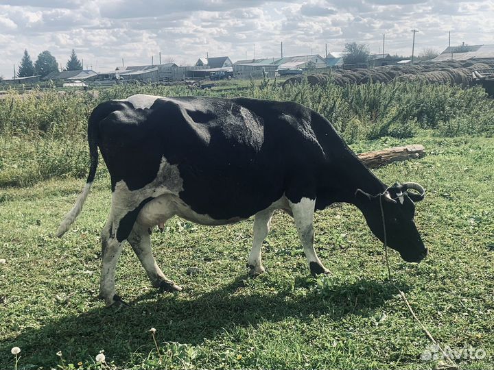 Продам коров