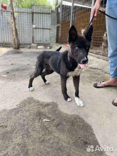 Щенок в добрые руки