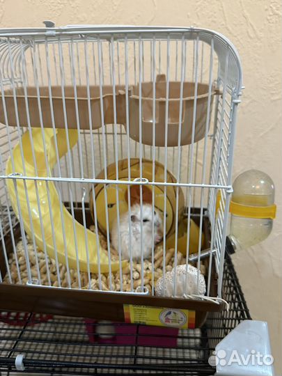 Клетка с хомяками 6 шт